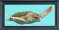 Designs on Request Turtle 1 Cross Stitch Chart Hard Copy