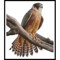 Artecy Cross Stitch Australian Hobby 11768 DC Cross Stitch Chart Hard Copy