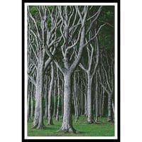 Artecy Cross Stitch Beech Trees 10645 Cross Stitch Chart Hard Copy