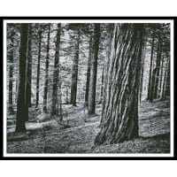 Artecy Cross Stitch Black and White Forest 12093 Cross Stitch Chart Hard Copy