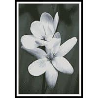 Artecy Cross Stitch Black and White Frangipani 11581 Cross Stitch Chart Hard Copy