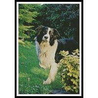 Artecy Cross Stitch Border Collie 11978 Cross Stitch Chart Hard Copy