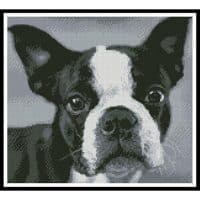 Artecy Cross Stitch Boston Terrier Close Up 13384 Cross Stitch Chart Hard Copy