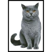 Artecy Cross Stitch British Shorthair Cat 11598 Cross Stitch Chart Hard Copy
