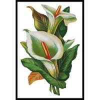 Artecy Cross Stitch Calla Lilies 2 11906 Cross Stitch Chart Hard Copy