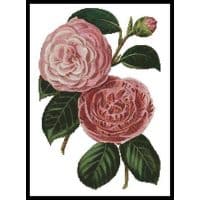 Artecy Cross Stitch Camellias 5 10562 Cross Stitch Chart Hard Copy