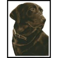 Artecy Cross Stitch Chocolate Labrador No Background 13781 Cross Stitch Chart Hard Copy