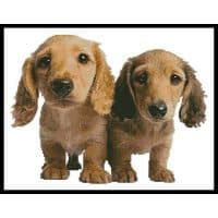 Artecy Cross Stitch Dachshund Puppies 10497 Cross Stitch Chart Hard Copy