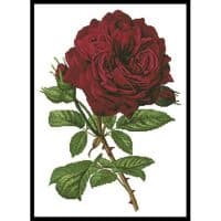 Artecy Cross Stitch Duchesse De Dino Rose 14025 Cross Stitch Chart Hard Copy
