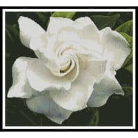 Artecy Cross Stitch Gardenia 13686 Cross Stitch Chart Hard Copy