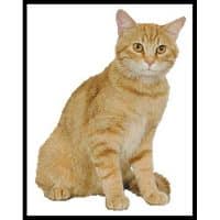 Artecy Cross Stitch Ginger Cat 12023 Cross Stitch Chart Hard Copy