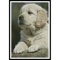 Artecy Cross Stitch Golden Retriever Puppy 10946 Cross Stitch Chart Hard Copy