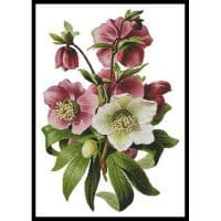Artecy Cross Stitch Hellebore 11919 Cross Stitch Chart Hard Copy