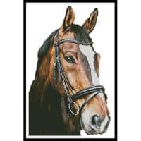 Artecy Cross Stitch Horse Close Up 2 No Background 14117 Cross Stitch Chart Hard Copy