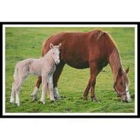 Artecy Cross Stitch Horse with Foal 10458 Cross Stitch Chart Hard Copy