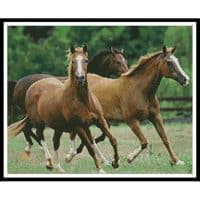 Artecy Cross Stitch Horses 3 10019 Cross Stitch Chart Hard Copy