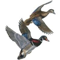 Artecy Cross Stitch Lakeside Wood Ducks No Background 14200 RM Cross Stitch Chart Hard Copy