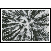 Artecy Cross Stitch Looking up at Pine Trees 10515 Cross Stitch Chart Hard Copy