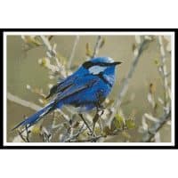 Artecy Cross Stitch Male Splendid Fairy Wren 3 12354 DC Cross Stitch Chart Hard Copy
