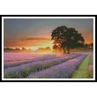 Artecy Cross Stitch Mayfair Lavender at Sunrise 11442 Cross Stitch Chart Hard Copy