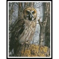 Artecy Cross Stitch Owl Photo 13577 Cross Stitch Chart Hard Copy