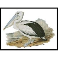 Artecy Cross Stitch Pelican 10559 Cross Stitch Chart Hard Copy