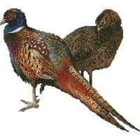 Artecy Cross Stitch Pheasants No Background 14275 Cross Stitch Chart Hard Copy