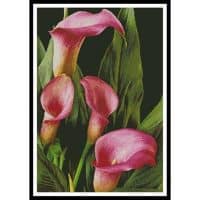 Artecy Cross Stitch Pink Calla Lilies 10417 Cross Stitch Chart Hard Copy