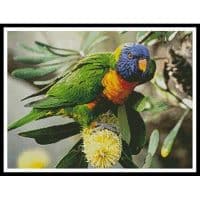 Artecy Cross Stitch Rainbow Lorikeet 12006 DC Cross Stitch Chart Hard Copy