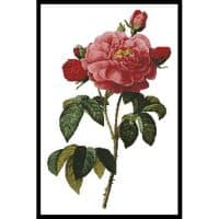 Artecy Cross Stitch Rosa la Duchesse DOrleans 10611 Cross Stitch Chart Hard Copy