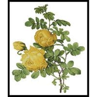 Artecy Cross Stitch Rosa Sulfurea 10674 Cross Stitch Chart Hard Copy