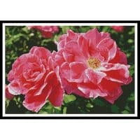 Artecy Cross Stitch Rose Photo 10219 Cross Stitch Chart Hard Copy