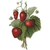 Artecy Cross Stitch Strawberries Painting 14245 Cross Stitch Chart Hard Copy