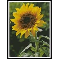 Artecy Cross Stitch Sunflower Large 14169 Cross Stitch Chart Hard Copy