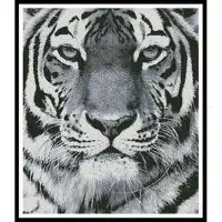 Artecy Cross Stitch Tiger Portrait Black and White 11433 Cross Stitch Chart Hard Copy