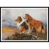 Artecy Cross Stitch Two Collies Above a Lake 11329 Cross Stitch Chart Hard Copy
