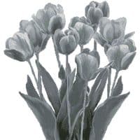 Artecy Cross Stitch Black and White Tulips 14547 CH Cross Stitch Chart Hard Copy